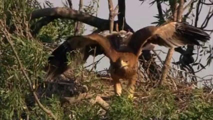 Los terratenientes se hacen ecologistas para salvar el águila y el lince