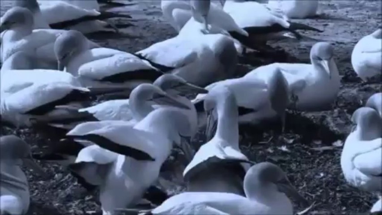 NatureOriginal
