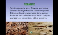 Termite Controller- Zero Pest Solutions