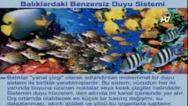Gökalp Barlan, Mehmet Yıldırım, Muhammet Kürşat ve Ahmet B. Sezgin'in A9 TV'deki canlı sohbeti (6 Kasım 2013; 15:00)