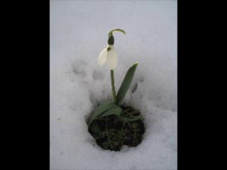 Asik Mustafa Taskaya - Etme Avrat