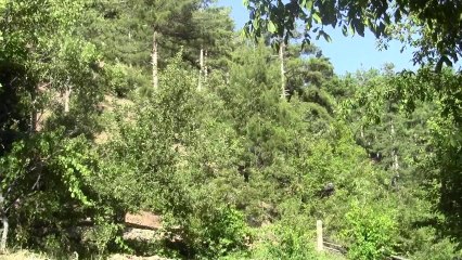 aşık osman akçay ve yiyenleri ekin biçiyor