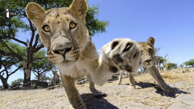 Au plus près des lions du Botswana