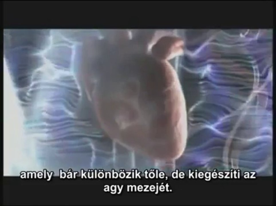 The relationship between brain and heart