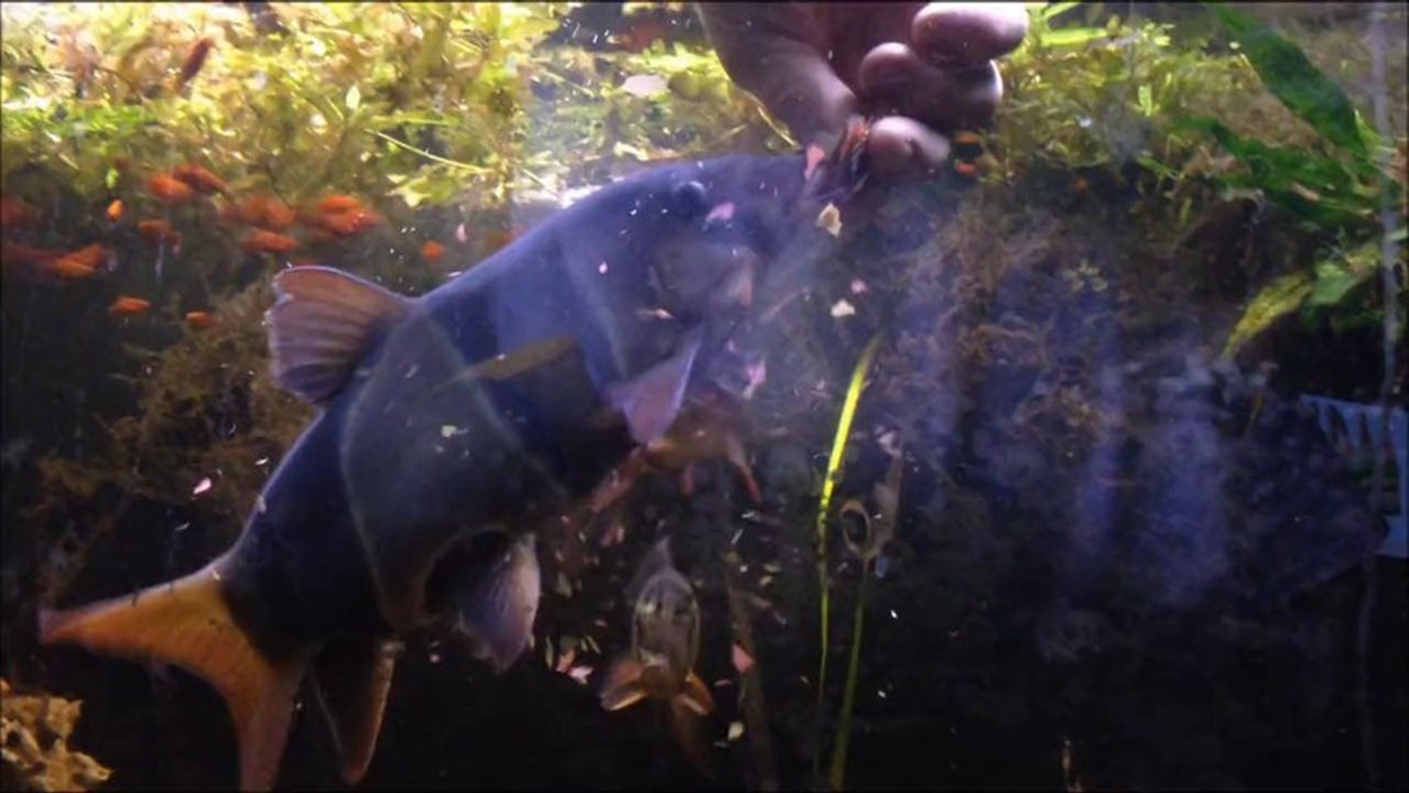 Meine über 32 jahre alte prachtschmerle,very old clown loaches