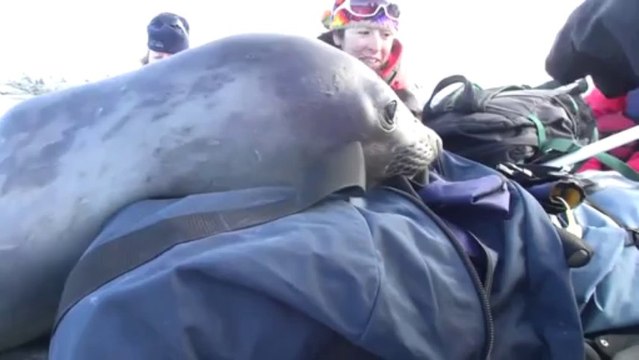 Un bébé éléphant de mer bien curieux... Et trop mignon !