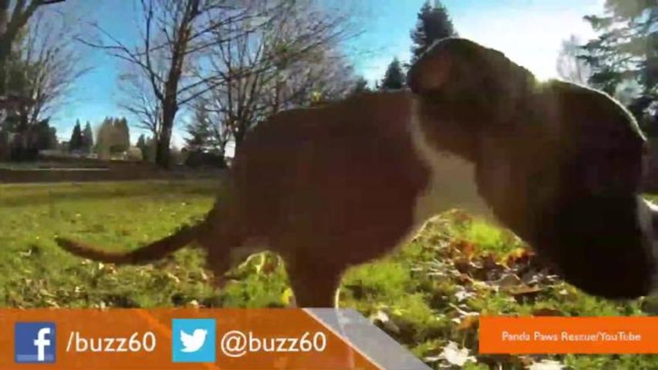 Amazing Boxer Puppy With Two Legs Defies Odds