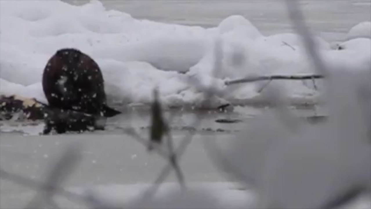 Castors sous la neige au lac Mud d'Ottawa