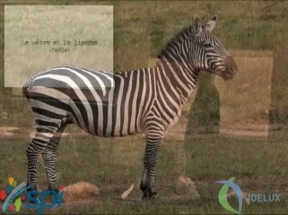 la fable du zèbre et du lion c/o idelux 121129