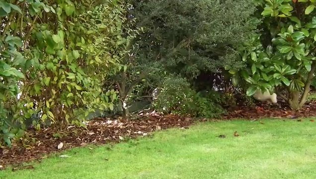 Chiots golden retriever à 8 semaines - 2