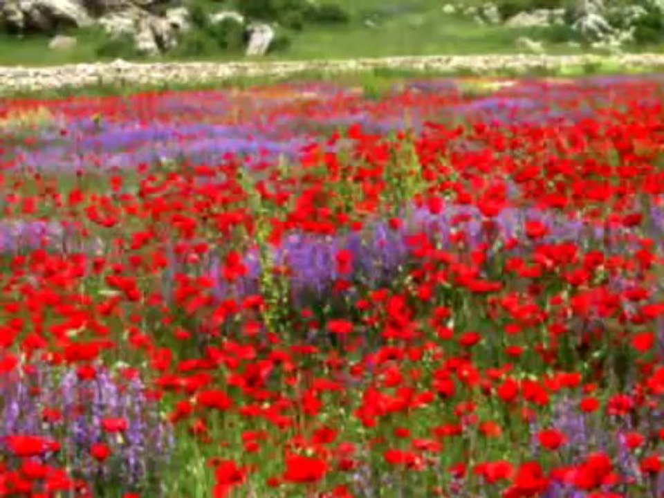 Mahmut Taskaya Gidelim Toroslara