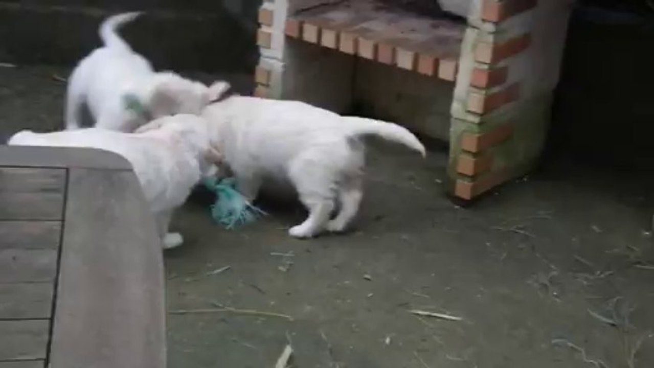 Chiots golden retriever à 8 semaines - 4