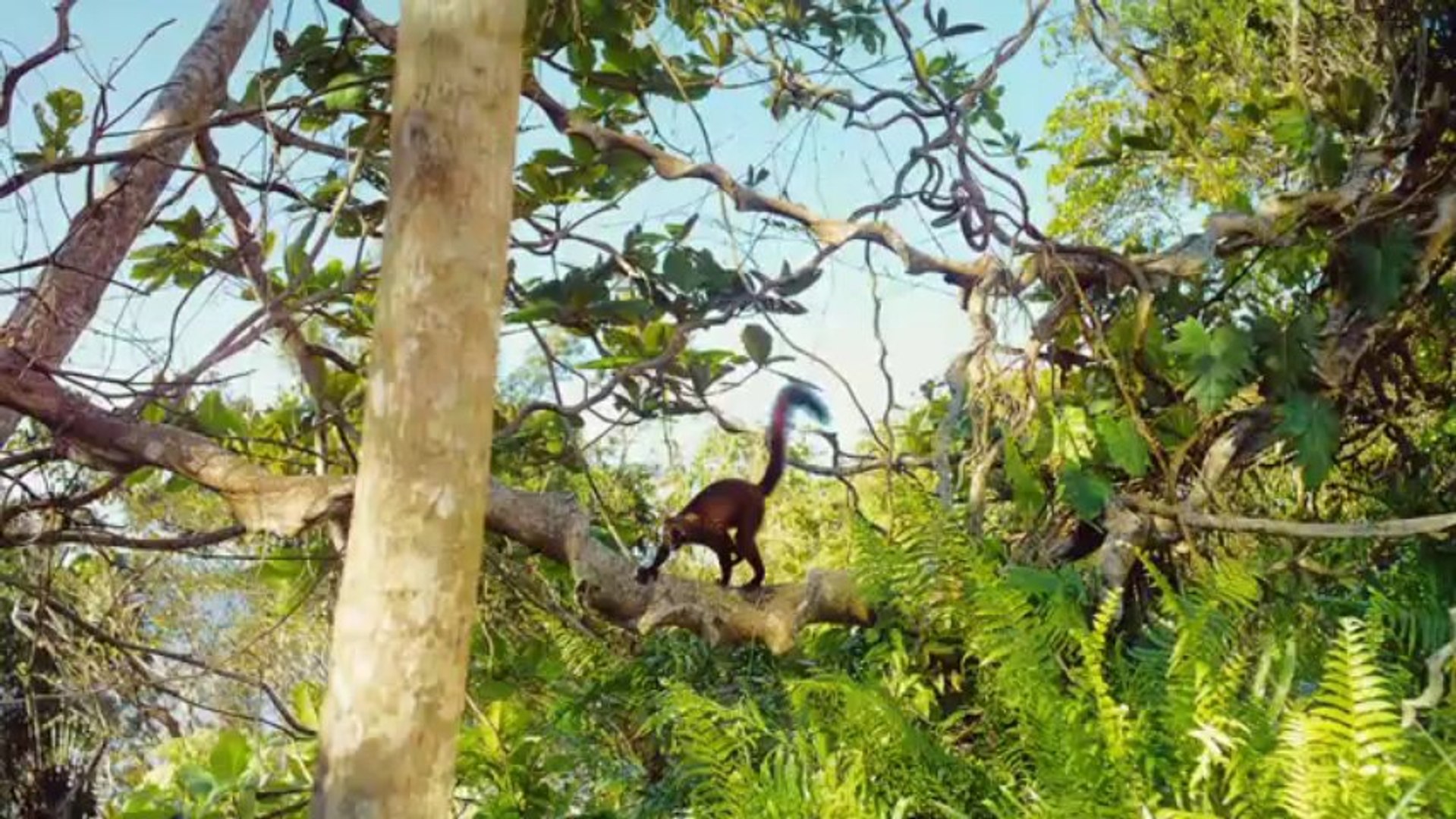 Island of Lemurs- Madagascar Official Trailer #1 (2014) - Nature Documentary HD