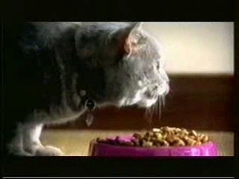 Funny: Bungyjumping Mouse annoyng Cat