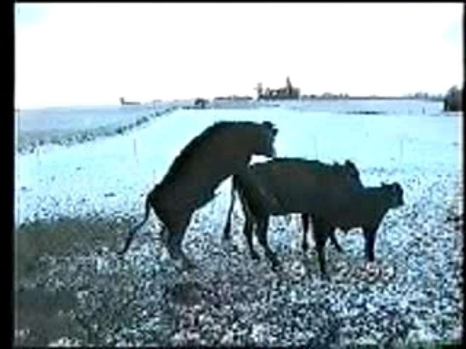 boeuf qui plante