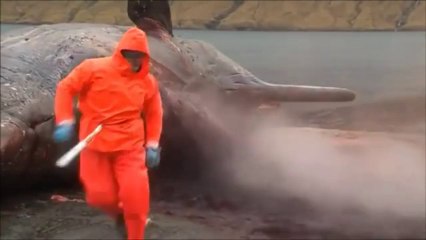 Whale Explodes