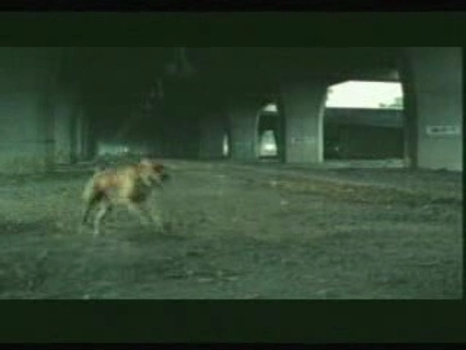pub avec chien