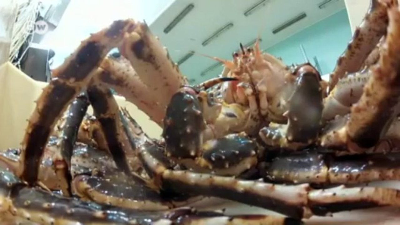 Norwegen: Königskrabben retten Arbeitsplätze | Europa Aktuell