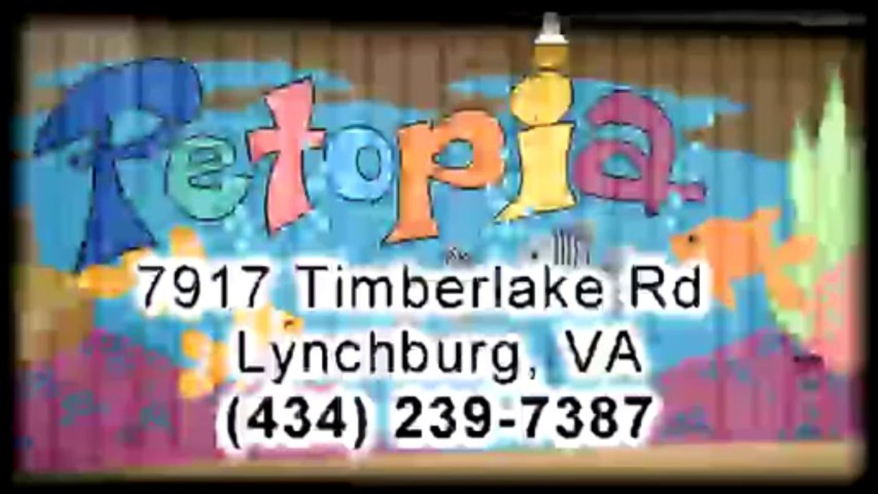 Huskie Puppies For Sale In Virginia-Petopia Pet Store