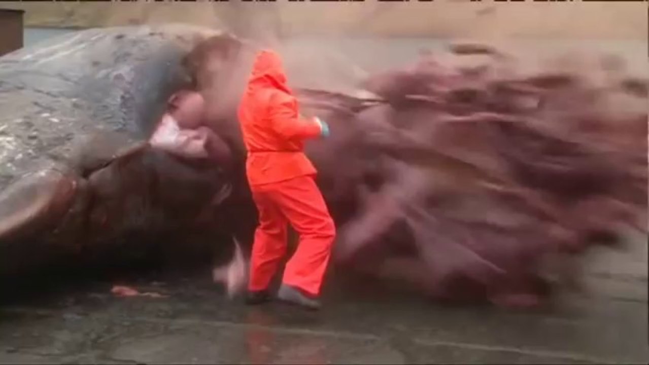 Exploding whale
