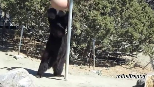 Des OURS qui agissent comme des humains - Nager, s'assoir, ouvrir des portes... Enorme!