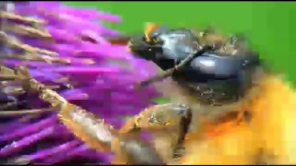 Lee Seunggi - 'Insects, Great Instinct preview