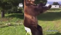 Great compilation of Bears Acting Like Humans Compilation