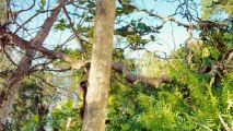 L'île des lémuriens : Madagascar - Bande-annonce #1 [VO|HD720p]