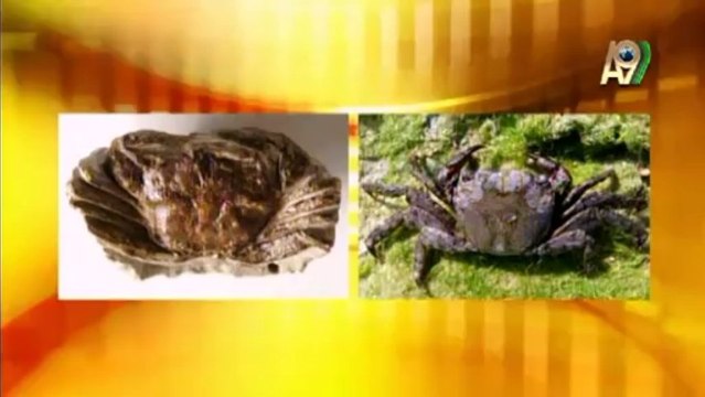 Sayın Adnan Oktar'ın A9 TV'deki canlı sohbeti (14 Kasım 2013; 22:30)