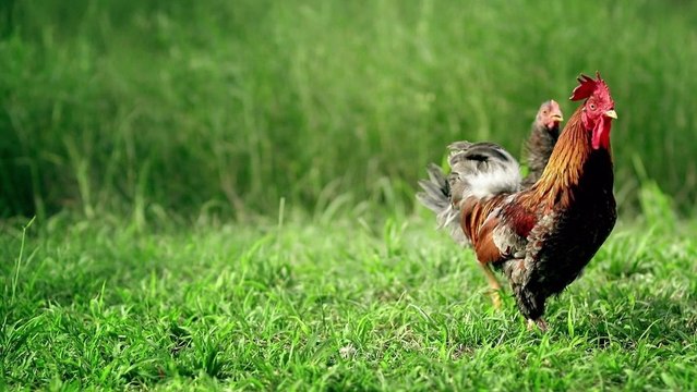 Orange Caraïbe - Lancement Internet EveryWhere 100 Mo