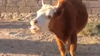 Shugali COW - Watch Facebook Videos - Download - Share