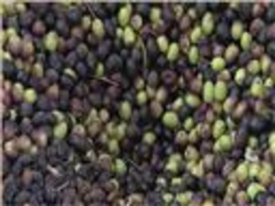 تحذيرات من زيت الزيتون المغشوش بالأردن