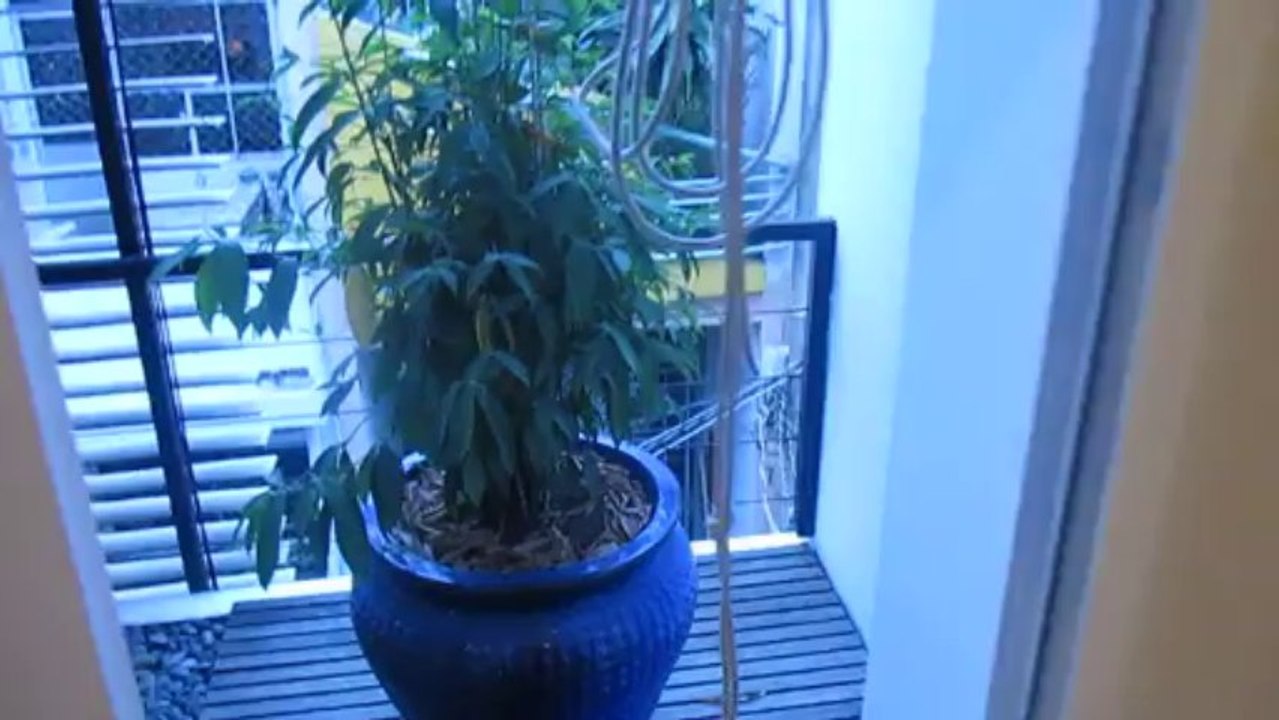 can ho dich vu cao cap quan 3