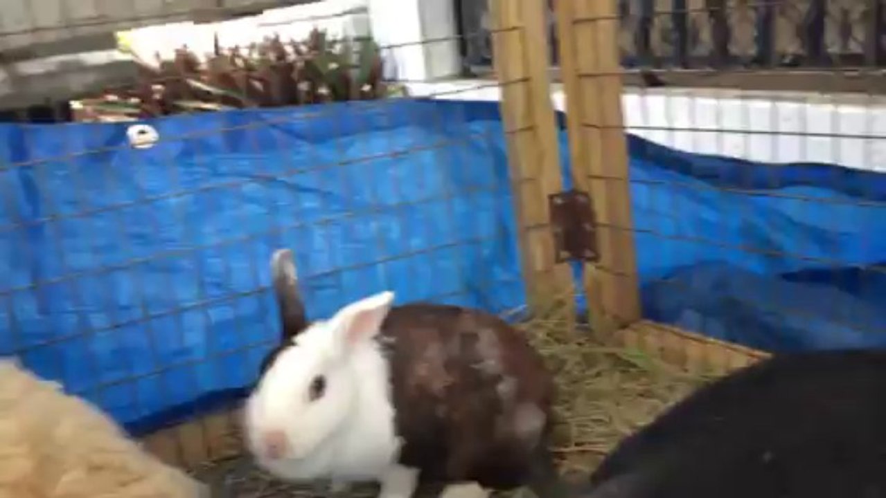 Thanksgiving Petting Zoo