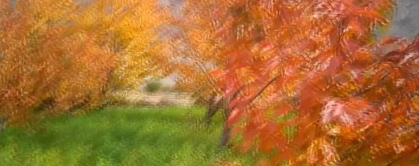 Color,s Of Nomal Valley Gilgit ,Flower Collection