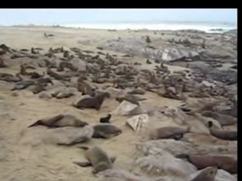 Otaries a Cape Cross