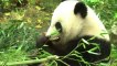 Glückliches Panda-Baby in Wien heißt Fu Bao