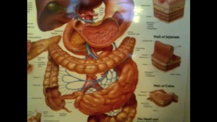 Graham Jevon Talks about the digestive system.