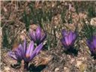 أجود أنواع الزعفران بـ"صَفران" بولو التركية