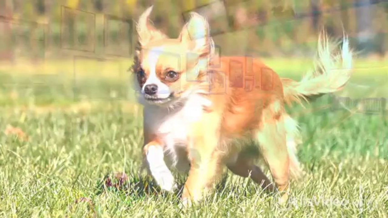 Spring Water Apartments in Virginia Beach, VA - ForRent.com