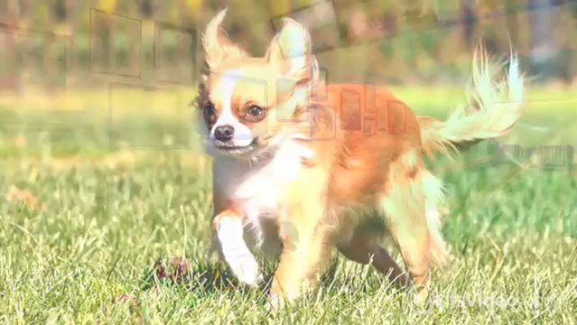 Spring Water Apartments in Virginia Beach, VA - ForRent.com