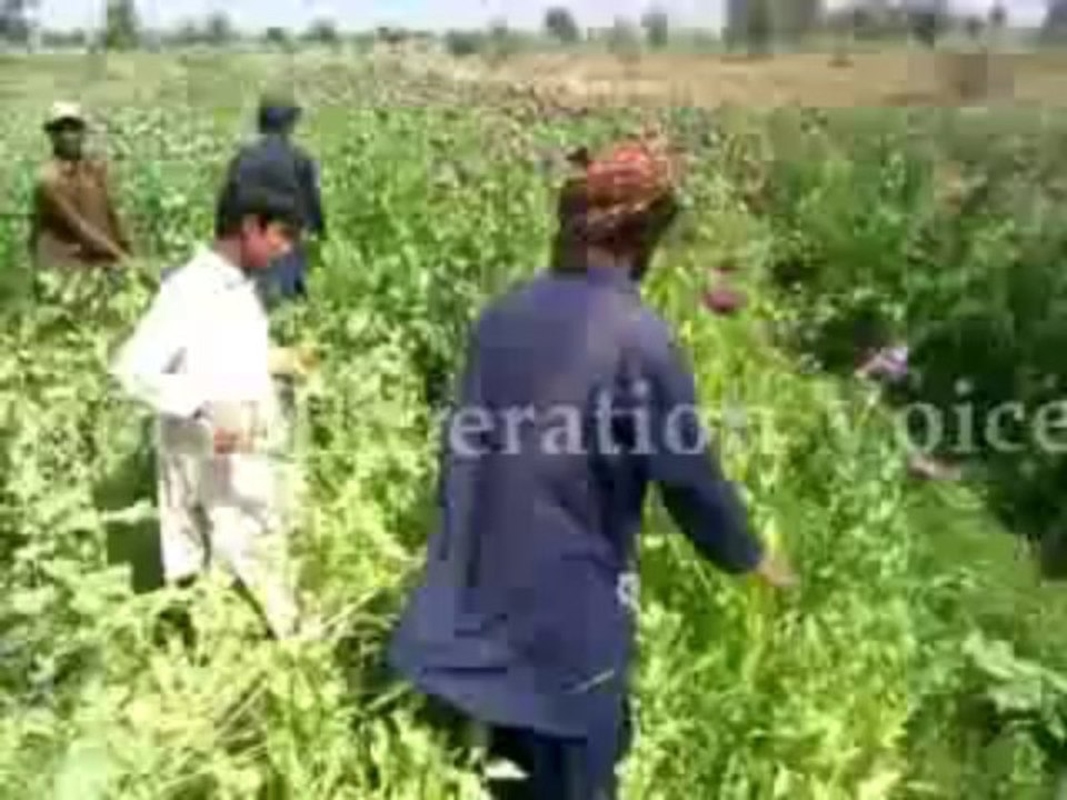Anti narcotics team of Baloch Liberation Army-BLA destroying poppy fields in Balochistan