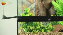 Comment installer son premier terrarium ?