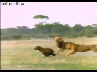 Erkek Aslan ve Kraliçe Sırtlan