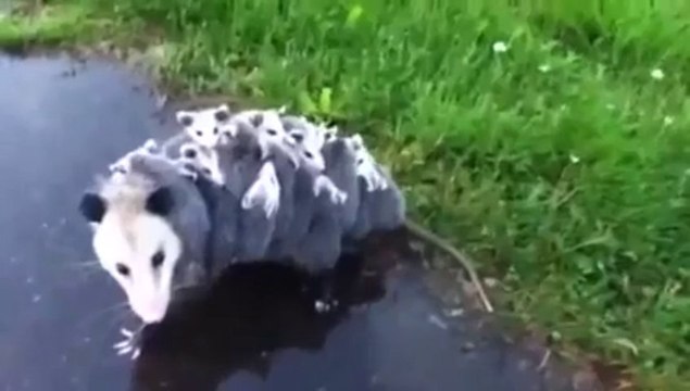 Mommy Opossum with 15 Babies on hr back. A real school bus...