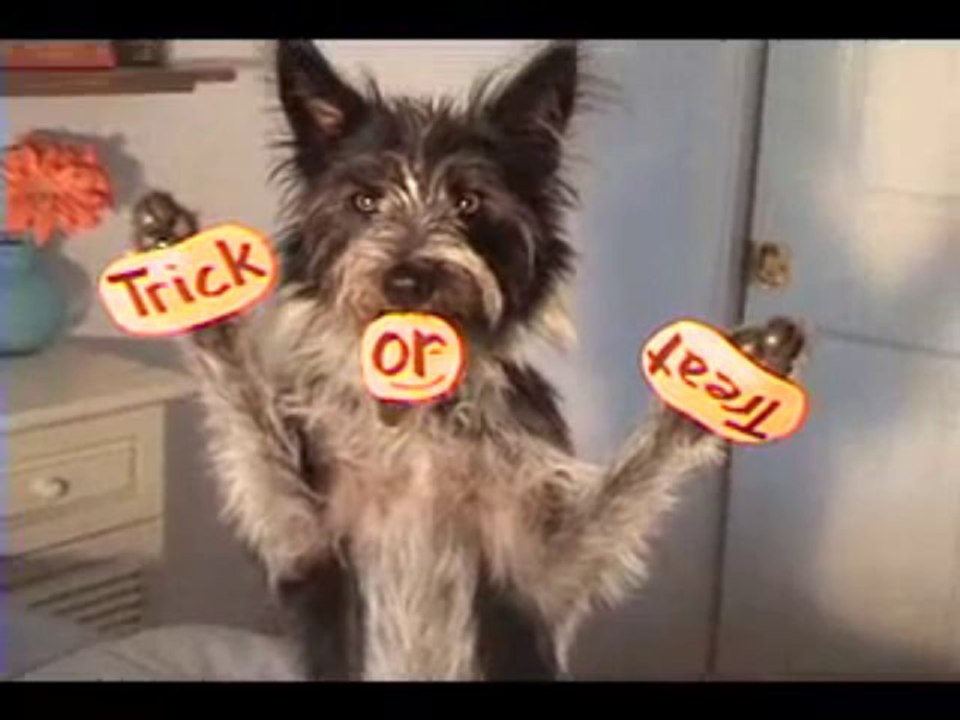 Dog Learns Halloween Trick
