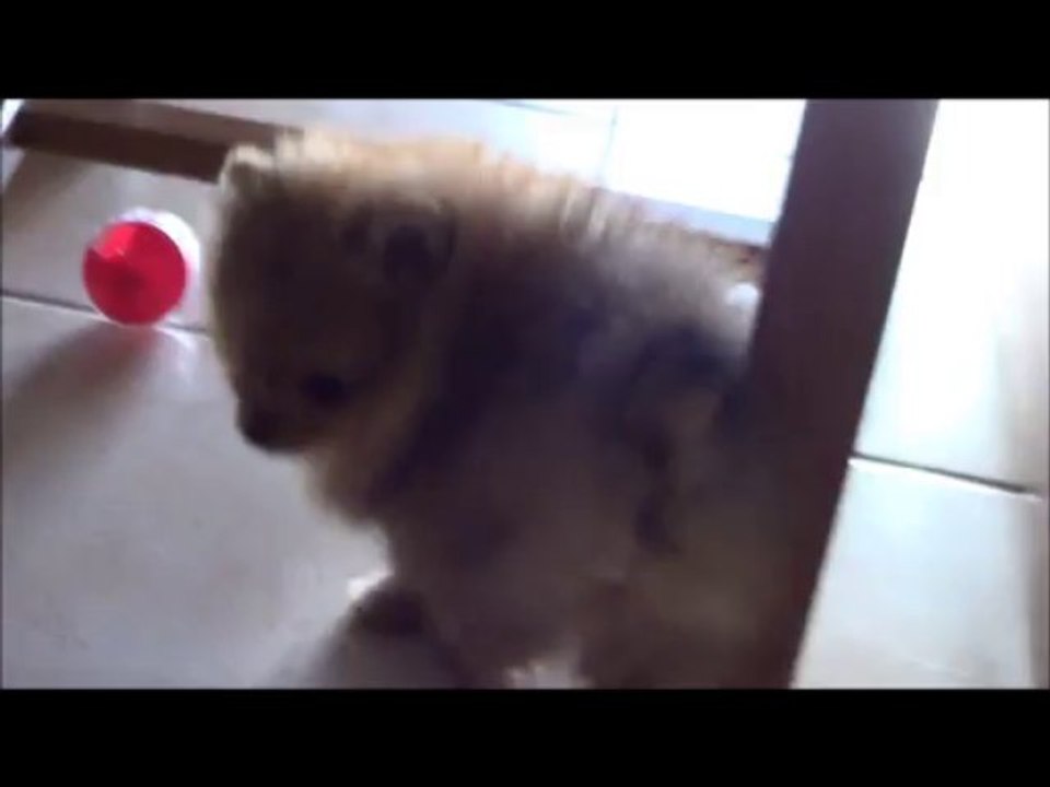 IZZY spitz nain poméranian