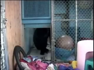 Robin Williams and Koko The Gorilla