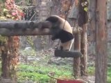 Un panda joue avec une balançoire... Trop mignon.