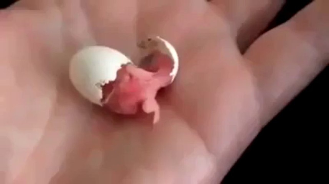 Chick Coming Out From Egg Amazing Moment By Hot Desi Video